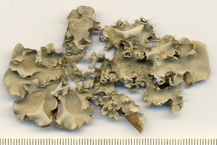 Parmotrema permutatum from Brazil, Paraná, Guaraqueçaba leg. C.G. Donha 666 (UPCB)